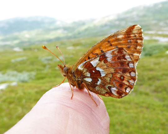 Cranberry Fritillary (Boloria aquilonaris) (and my finger) from Norway on 24 Jul 2014.
