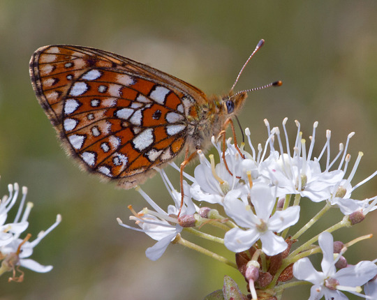 Bog Fritillary nectaring on Labrador Tea at another site in Maine on 15 Jun 2018.