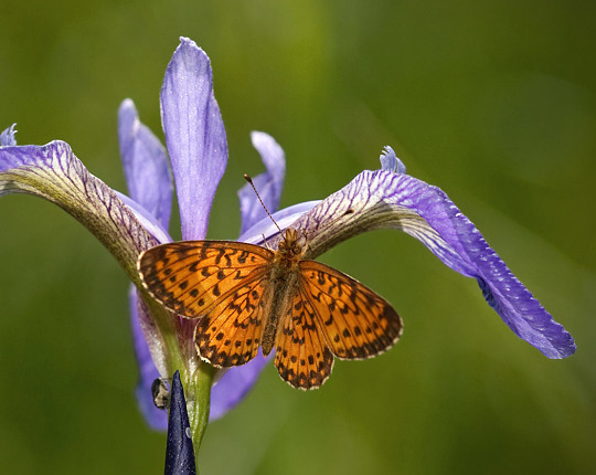 The common and widespread Silver-bordered Fritillary (Boloria selene) here in Vermont on 2 Jun 2010.