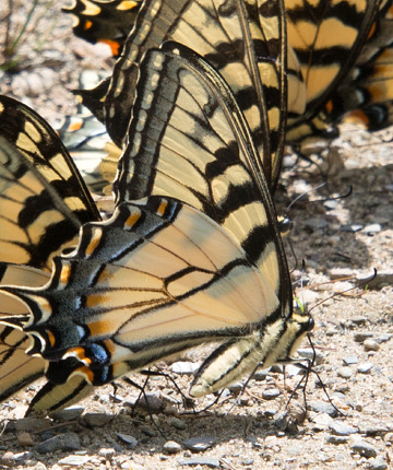 The tiger front and center show a relatively thin black line on the trailing hindwing (along the abdomen) and black intruding into the yellow submarginal band on the forewing. Sue Elliott (who has a knack for finding these) photographed it in Vermont on 16 Jul 2017.