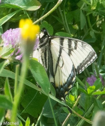 Note the thick black line on the trailing hindwing (along the abdomen), which is fine for Canadian Tiger Swallowtail, but also the intruding black into the yellow submarginal band on the forewing, which is more characteristic of Eastern Tiger Swallowtail. Erika Mitchell photographed this in Vermont on 10 Jul 2017.