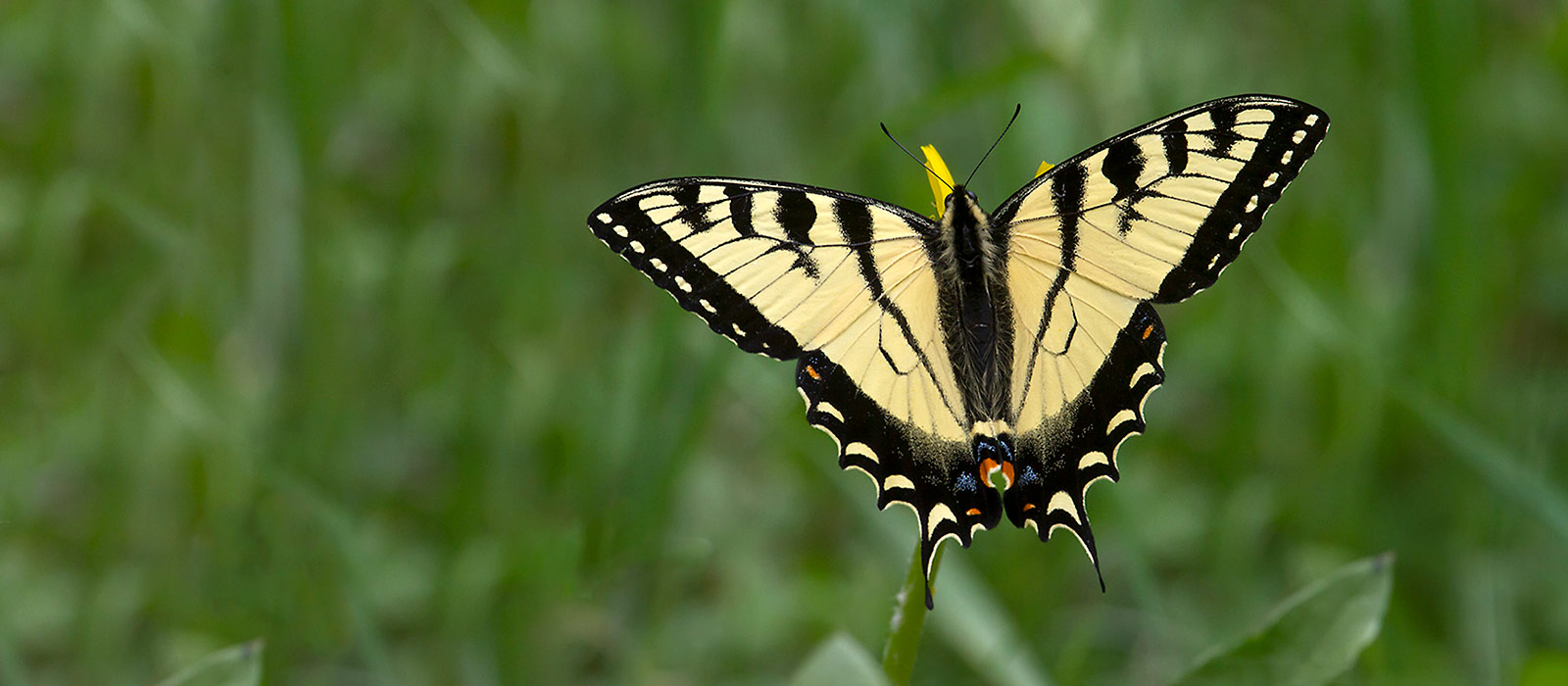 Canadian Tiger Swallowtail (Papilio canadensis) by Bryan Pfeiffer