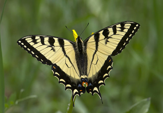 Canadian Tiger Swallowtail (Papilio canadensis) by Bryan Pfeiffer