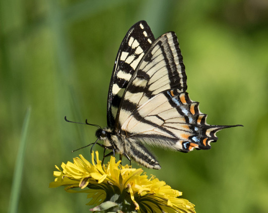 Canadian Tiger from Vermont on 30 May 2018 / © Susan Elliott / Note the clean, unmarked submarginal band on the ventral forewing. Also note how the dorsal side of that band is broken by black, which can shine through in backlit situations and make the ventral side seem broken by black (as in my marked up image above).