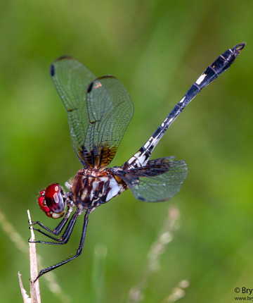Swift Setwing. (Dythemis fugax)