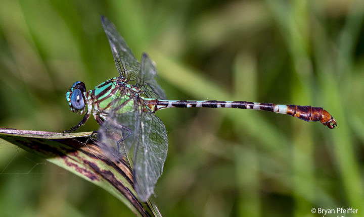 Another look at Blue-faced Ringtail (Erpetogomphus eutainia)