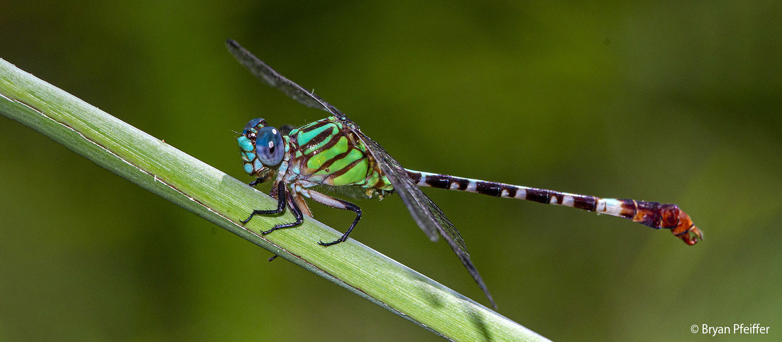 Blue-faced Ringtail (Erpetogomphus eutainia) by Bryan Pfeiffer