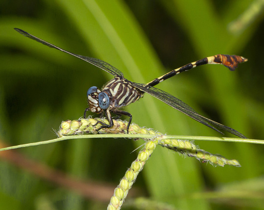 Five-striped Leaftail (Phyllogomphoides albrighti)
