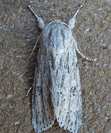 Smeared Dagger Moth (Acronicta oblinita) / © JoAnne Russo