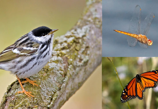 montage by Bryan Pfeiffer