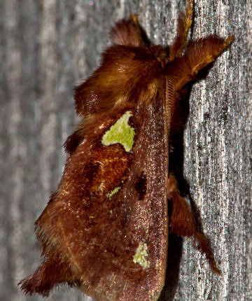 Spiny Oak Slug-Moth (Euclea delphinii)