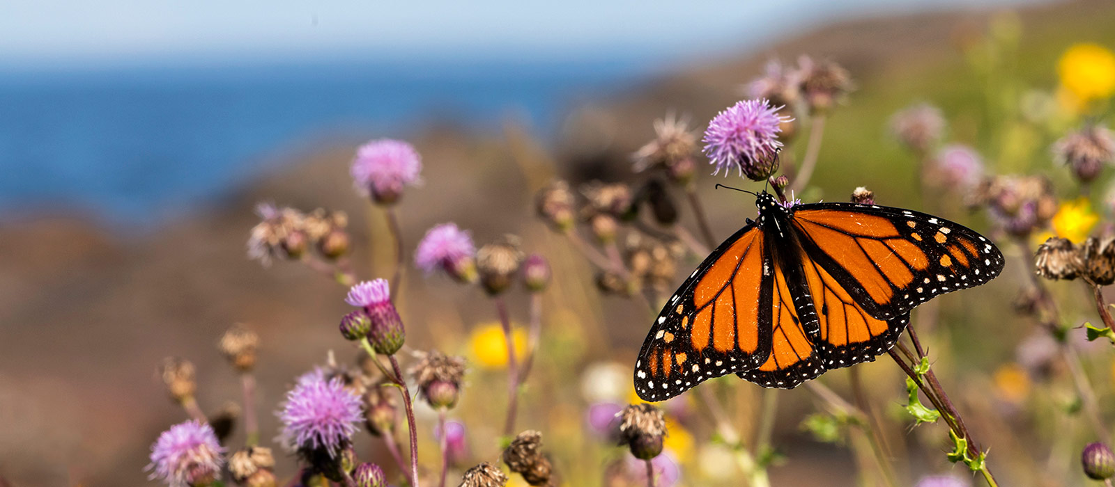 Far fewer monarch butterflies are migrating through Texas this