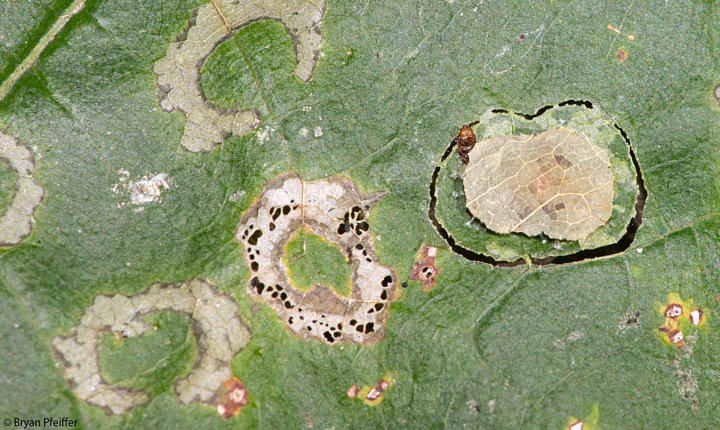 Old feeding spots and, at right, a Maple Leafcutter cutting a maple leaf