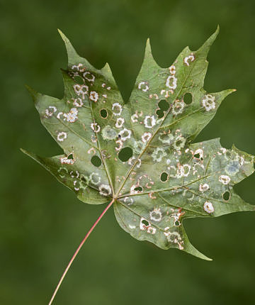 Sugar Maple leaf with Maple Leafcutter Moth caterpillars and their feeding spots