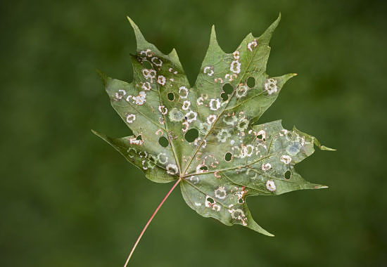 Maple leaf with Maple Leafcutter Moths by Bryan Pfeiffer