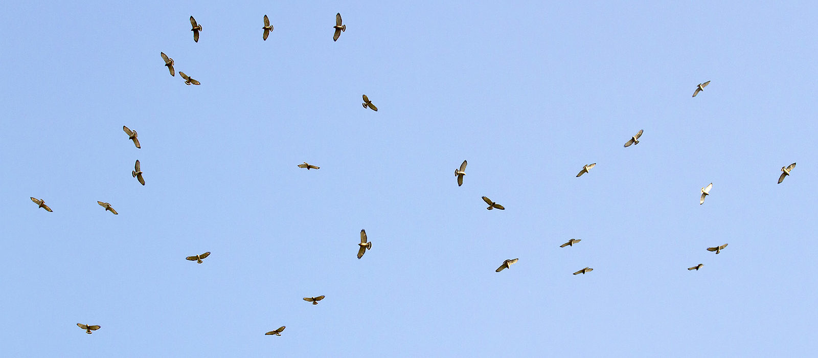 Broad-winged Hawks by Bryan Pfeiffer