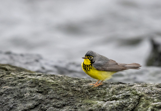 Canada Warbler by Josh Lincoln