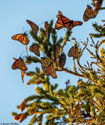 With their wings folded, Monarchs are the color of white spruce cones.