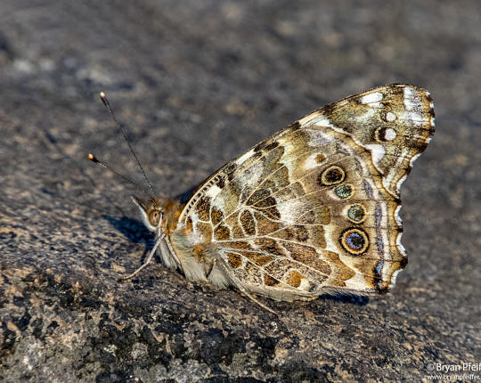 Here's your Painted Lady — one of the most ornate animals on earth.