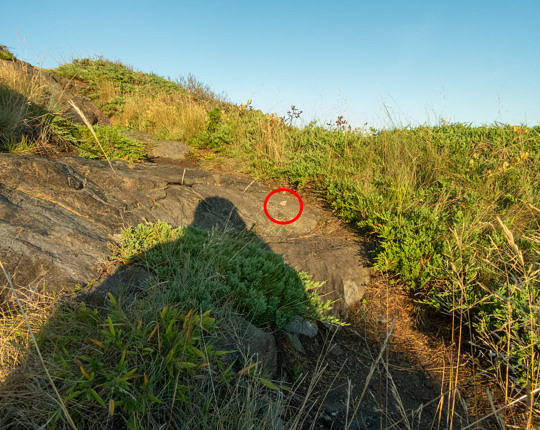Yeah, there's a Painted Lady (Vanessa cardui) in there; and, yeah, that's my shadow | Monhegan, ME | 21 Sep 2019