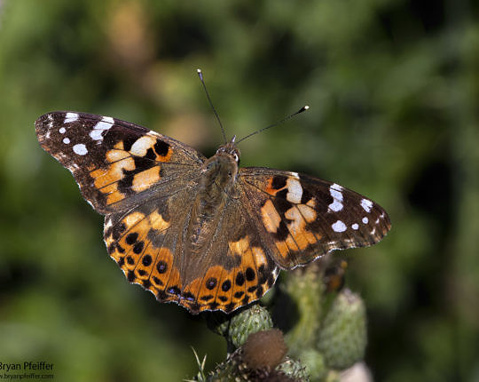 Also migrating, Painted Lady (Vanessa cardui) near the Monhegan Library | © Bryan Pfeiffer