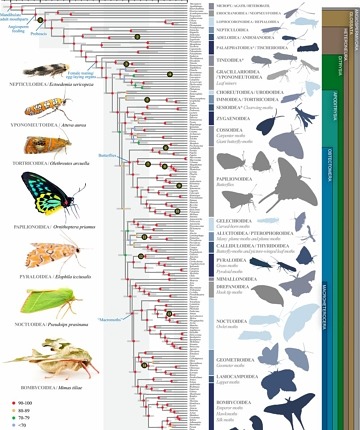 The Lepidoptera phylogeny over time (from left to right)