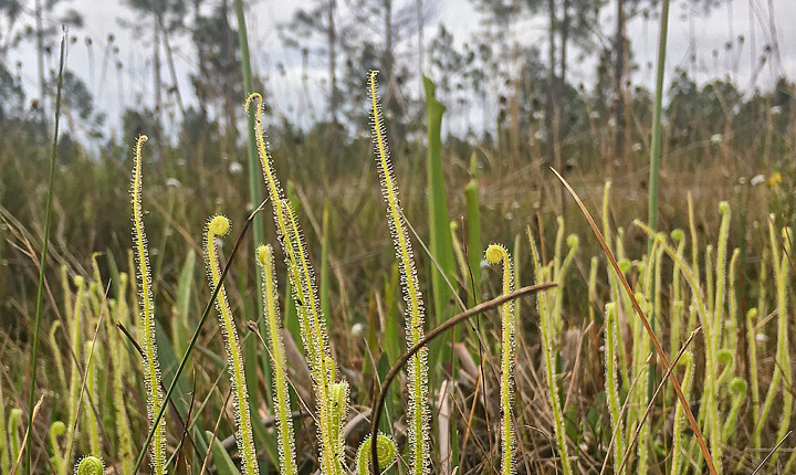 The amazing Tracy's Sundew (Drosera tracyi) from the wet prairie in Florida on 31 Mar 2019 (click for the full effect on this one)