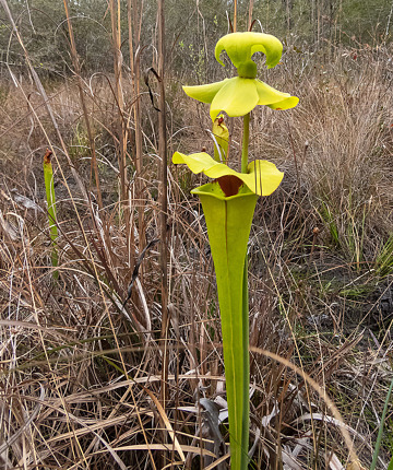 Yellow Pitcher Plant (Sarracenia flava) from the wet prairie in Florida on 31 Mar 2019