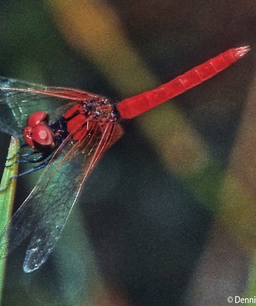 Dennis' shot of a male Nannophya pygmaea from Borneo.