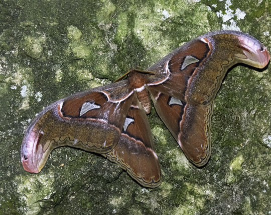 Atlas Moth (Attacus atlas) a long way from home in Asia at the Butterfly House.