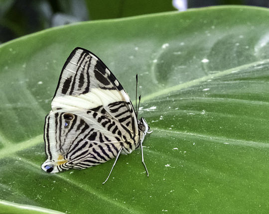 The Mosaic (Colobura dirce), resident of Central and South America, at the Butterfly Rainforest in Gainesville.