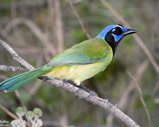 Green Jay from the Rio Grande Valley of Texas