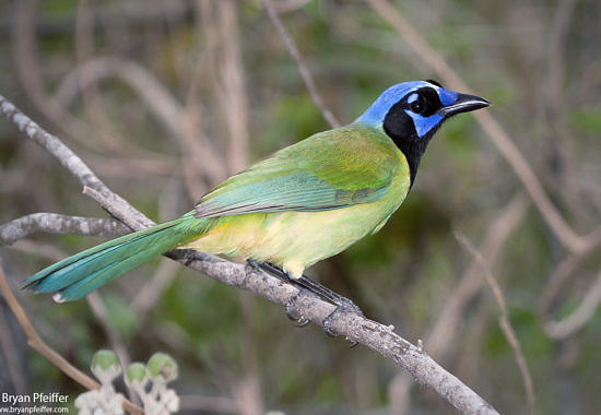 Green Jay by Bryan Pfeiffer