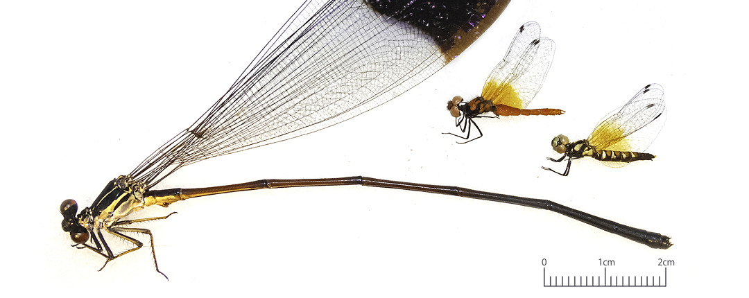 Helicopter Damselfly (Megaloprepus caerulatus) is said to have the largest wingspan of any dragonfly or damselfly.