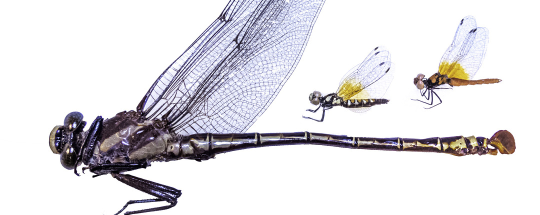 One of the largest dragonflies on earth, Petalura gigantea (Giant Petaltail), a specimen collected by Rosser W. Garrison on North Stradbroke Island, South Queensland, Australia, on 17 December 1986.