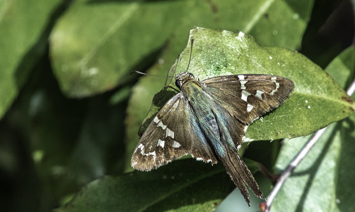 Long-tailed Skipper (Urbanus proteus) in my front yard here in Gainesville.