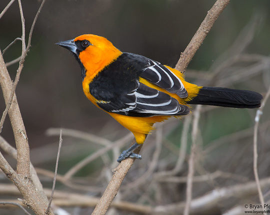 Altamira Oriole from near all these butterflies in the Rio Grande Valley of Texas
