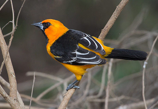 Altamira Oriole by Bryan Pfeiffer