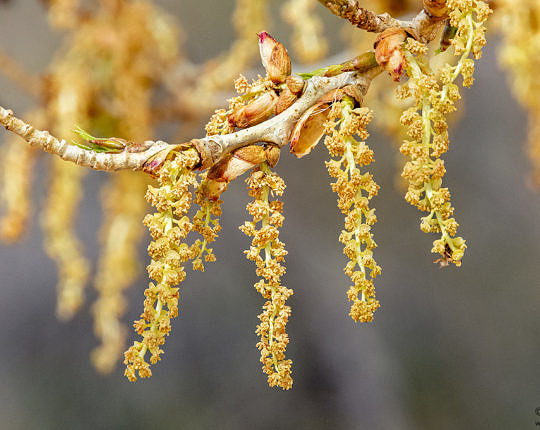 Cottonwood in bloom in Big Bend National Park on Feb 15.