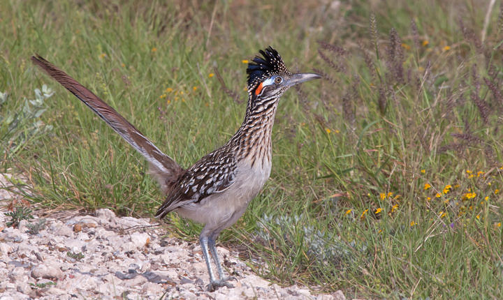 Greater Roadrunner — a Texas classic