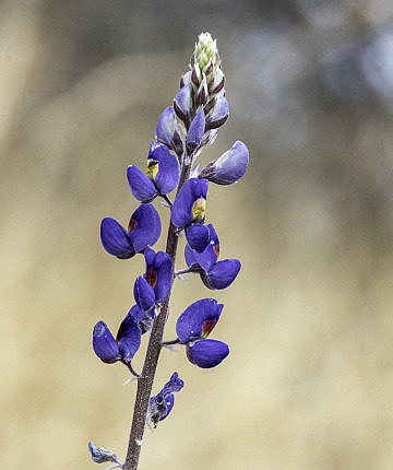 A Lupine species at Big Bend on Feb 17.