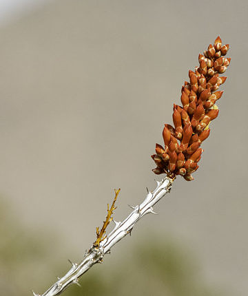 Ocotillio (Fouquieria splendens) about to bloom in Big Bend National Park on 15 February 2020.
