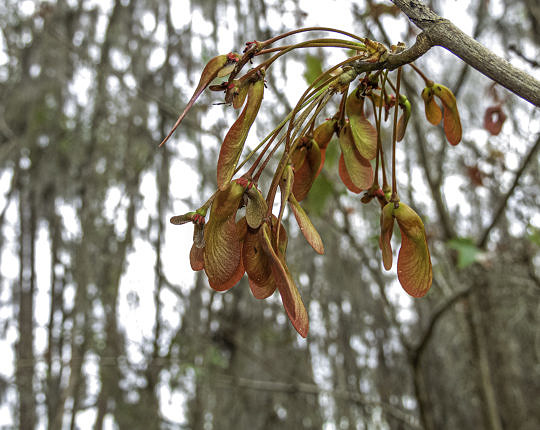 Red Maple already in seed (samaras) farther south in Gainesville, FL.