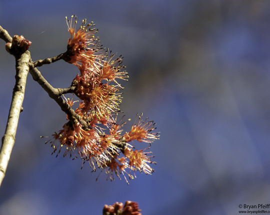 The first flowers to bloom at Congaree National Park in central South Carolina on January 9: Red Maple.