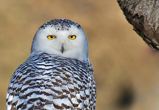 Snowy Owl by Bryan Pfeiffer