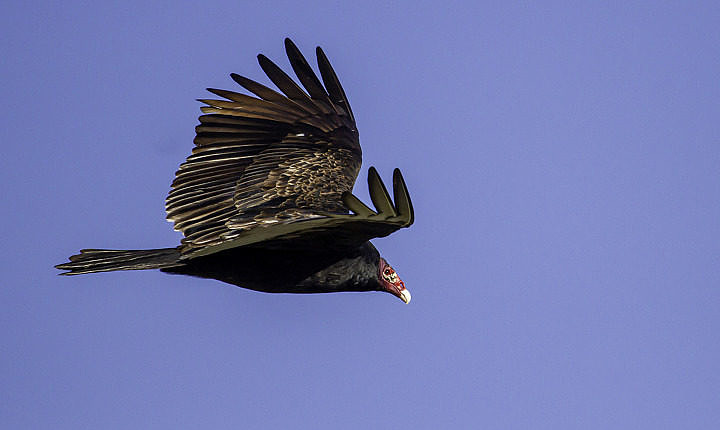 Turkey Vulture / Gainesville, FL / 17 Jan 2020