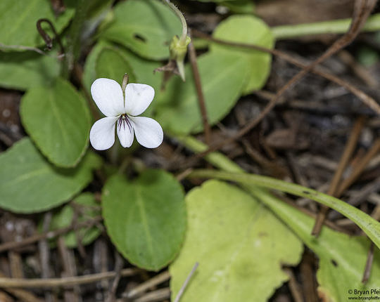 Primrosed-leaved Violet (Viola primulifolia) at the same site.