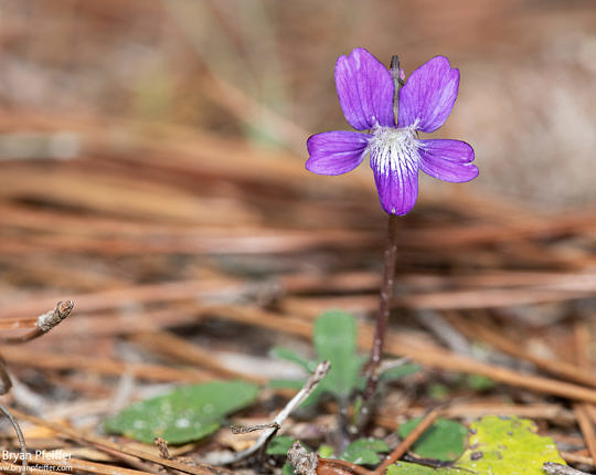 Another look at Southern Coastal Violet (Viola septemloba) in the pine savannah on Feb 10.