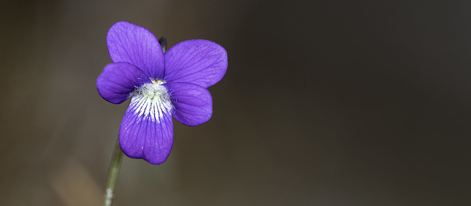 Southern Coastal Violet (Viola septemloba)