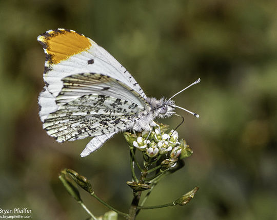 Falcate Orangetip (Anthocharis midea) showing his falcate (curved) wingtip in Texas on 1 Mar 2020.